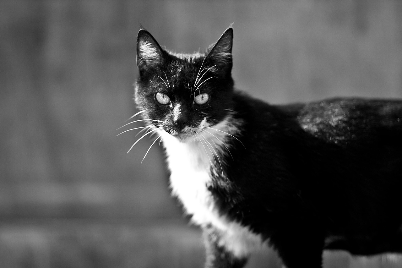 Cat Animal Monochrome Chat De - Photo gratuite sur Pixabay - Pixabay