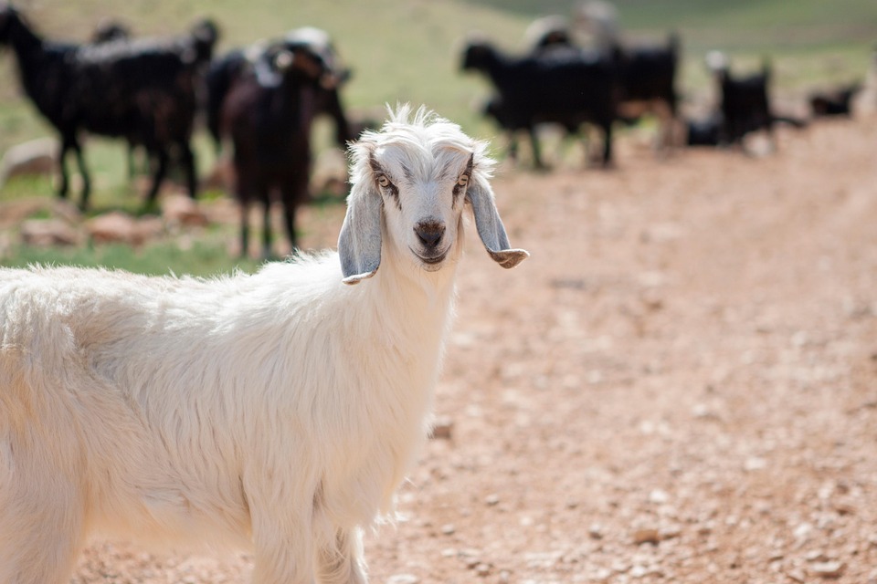 ヤギ 角 反芻動物 - Pixabayの無料写真 - Pixabay