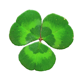 Natură, Natural, Verde, Floare Verde