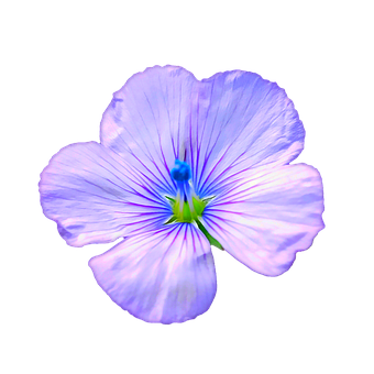 Floare, Violet, Floare Mov, Natură