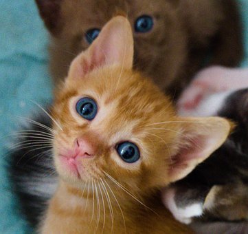Free Cat Thailand photo and picture