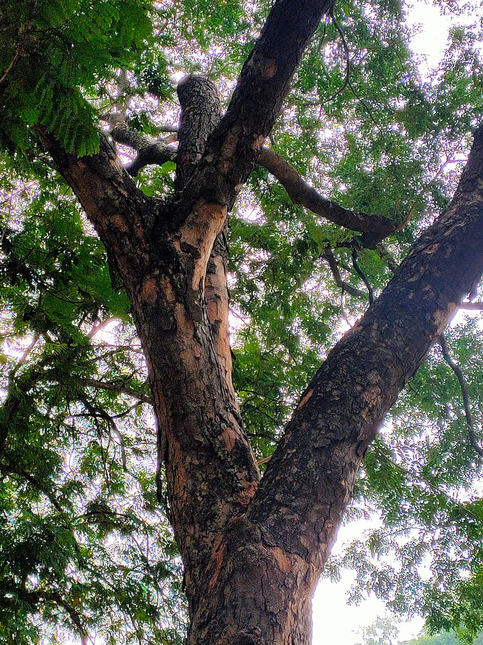 Tree Branches Leaves Free photo on Pixabay Pixabay