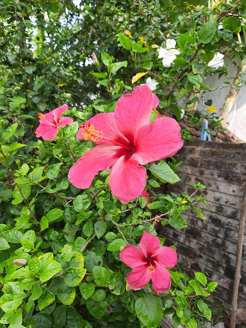 Sana Waqas Fleurs Rouges Fleurs Rouge - Photo gratuite sur Pixabay - Pixabay