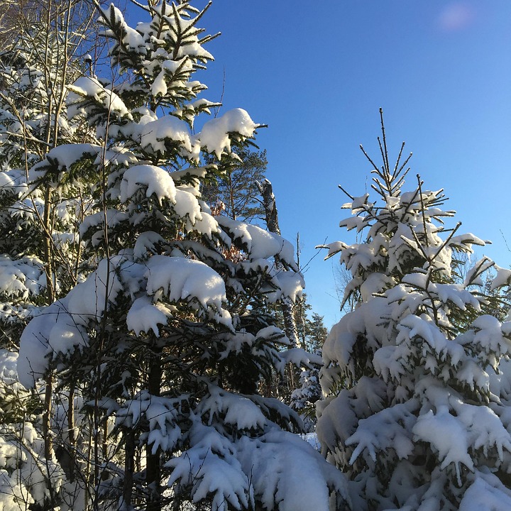 冬 雪 木 - Pixabayの無料写真 - Pixabay