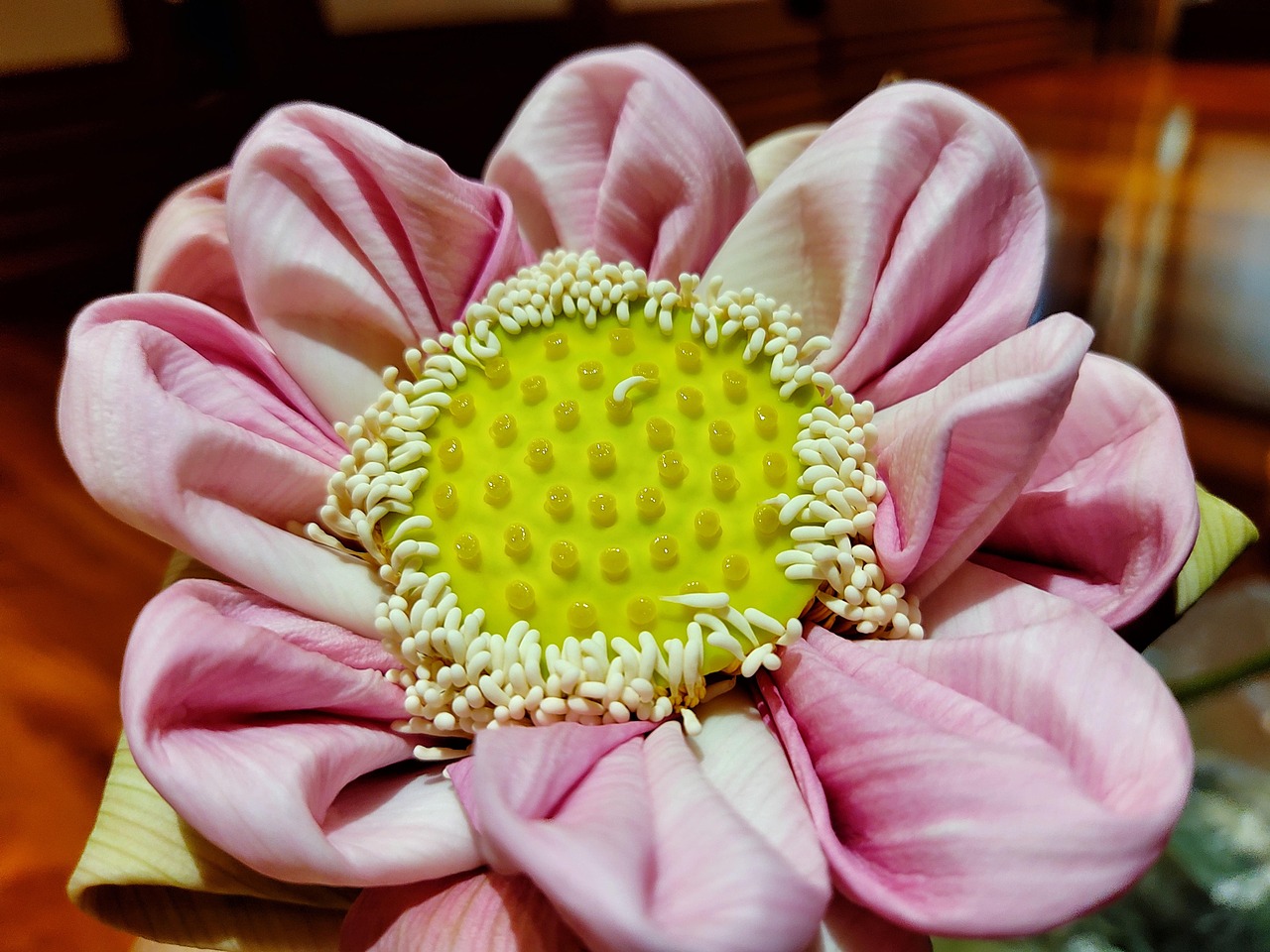 Lotus Art Flower - Free photo on Pixabay - Pixabay