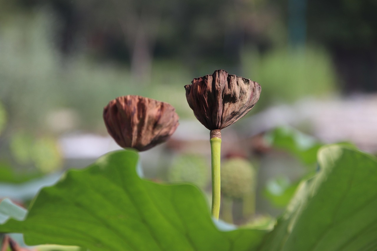 Lotus Seed Pods Withered - Free photo on Pixabay