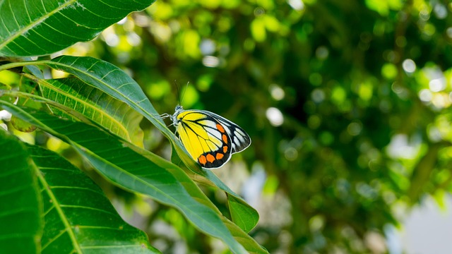Schmetterling, Insekt, Blätter, Flügel