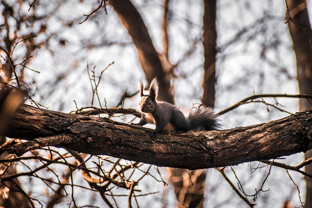 Free Squirrel Animal photo and picture