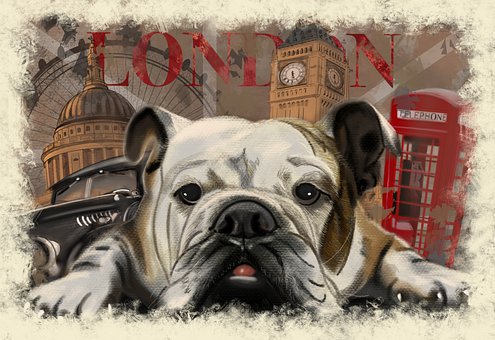 Free Bulldog London illustration and picture