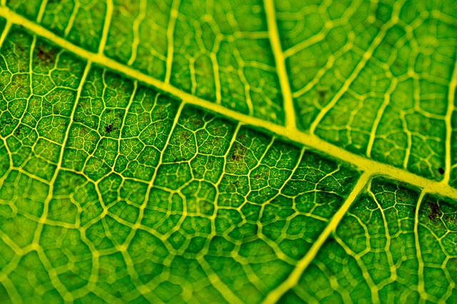 Free Fig Leaf photo and picture