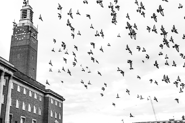 Free Birds Flying photo and picture