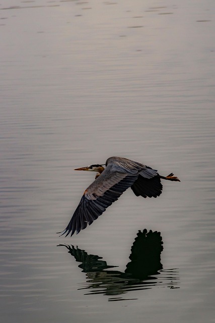 Free Bird Flight photo and picture
