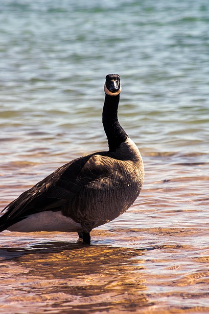 Free Goose Lake photo and picture