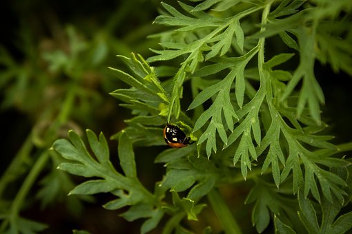 Free Ladybug Leaves photo and picture