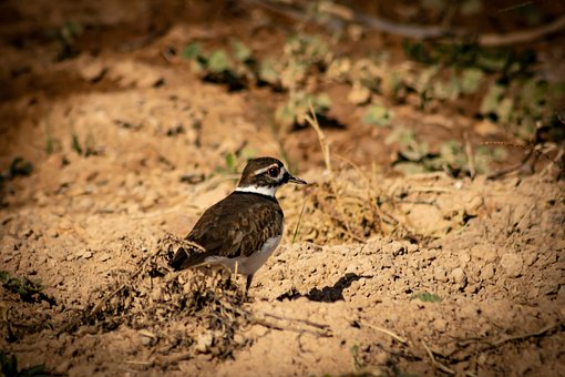 Free Small Bird Ground photo and picture