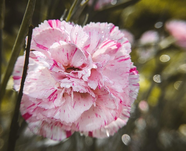 Free Dianthus Dios photo and picture