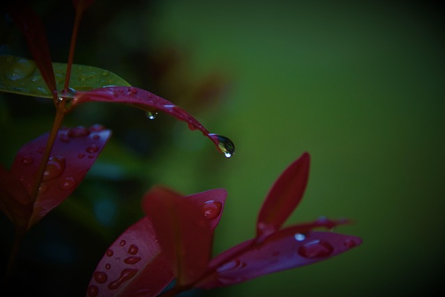 Free Water Drops photo and picture