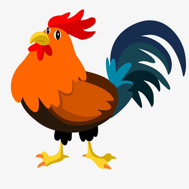 Hähnchen, Haarige