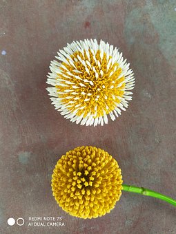 Free Flower Beautiful photo and picture