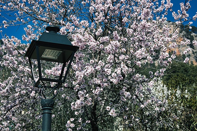 Mandelblüte, Mallorca, Offen
