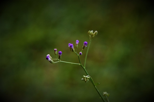 Free Small Teasels Flowers photo and picture