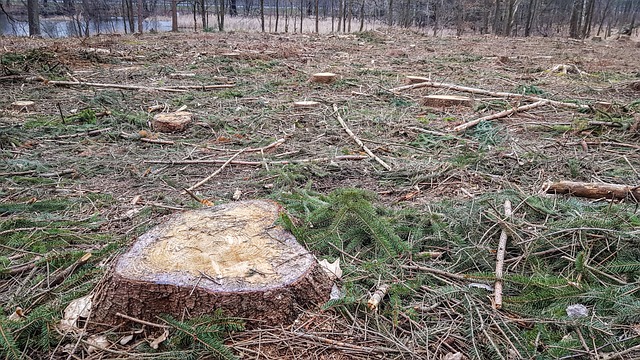 Free Forest Tree photo and picture