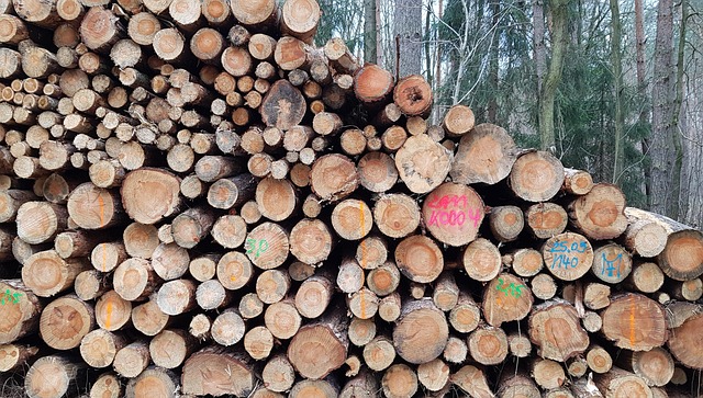 Free Forest Tree photo and picture