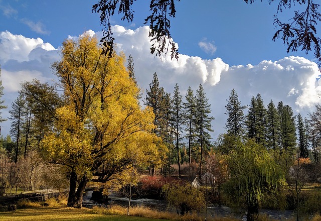 Free Clouds Willow photo and picture