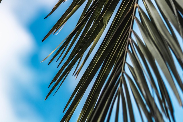 Free Palm Palm Tree photo and picture