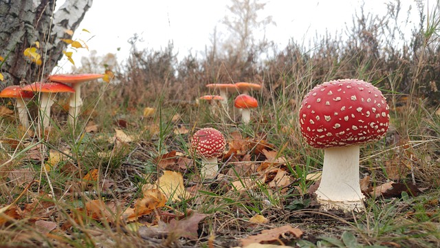 Champignon, Svampe, Natur, Mykologi