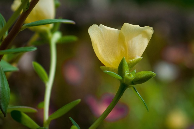 Free Flower Yellow photo and picture