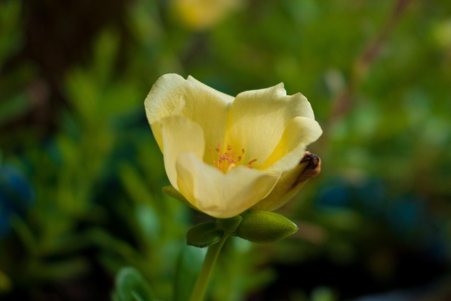Free Flower Yellow photo and picture