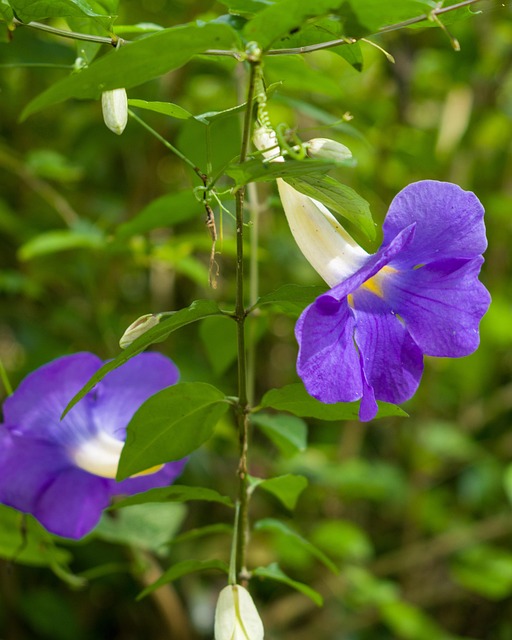 Free Flower Yellow photo and picture
