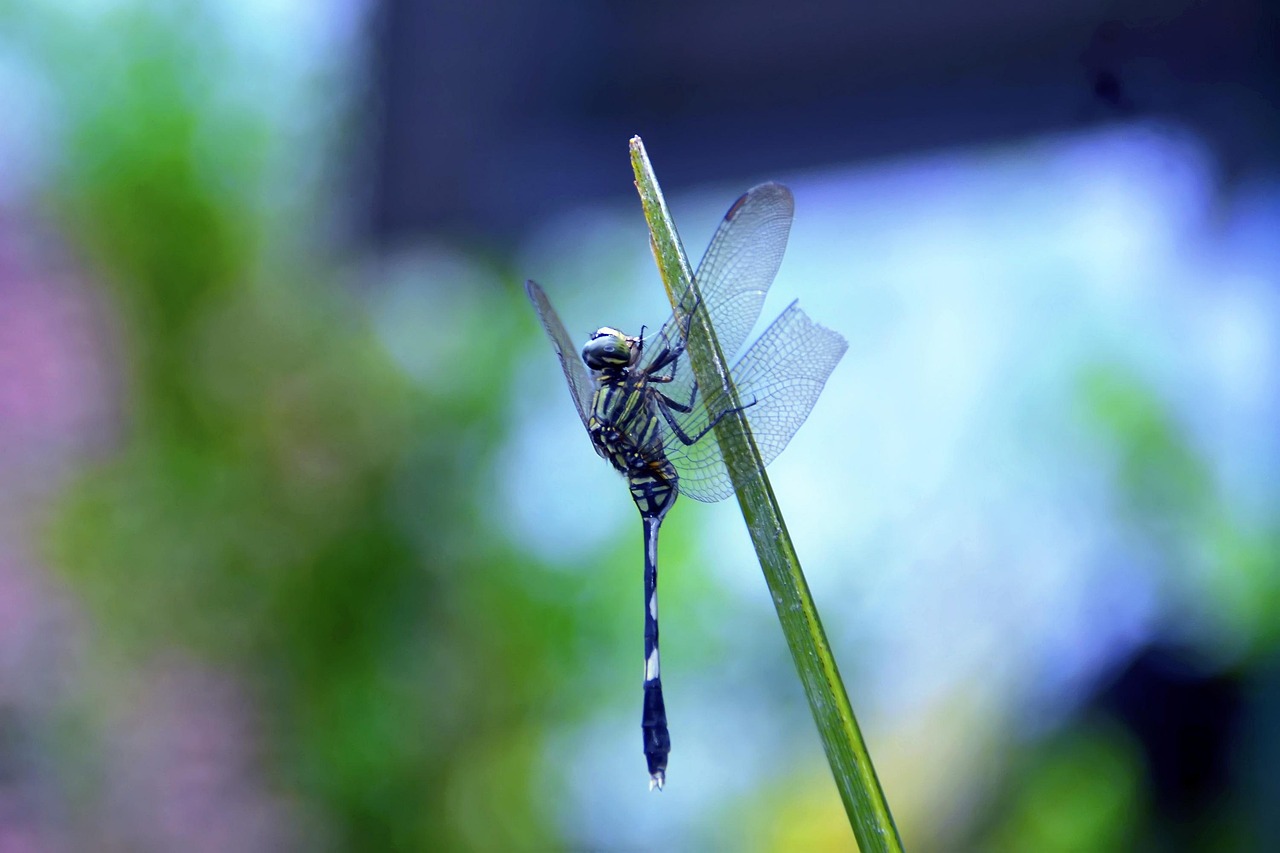 Dragonfly Leaf Green - Free photo on Pixabay - Pixabay