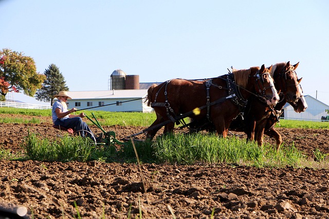 Free Amish Farmer photo and picture