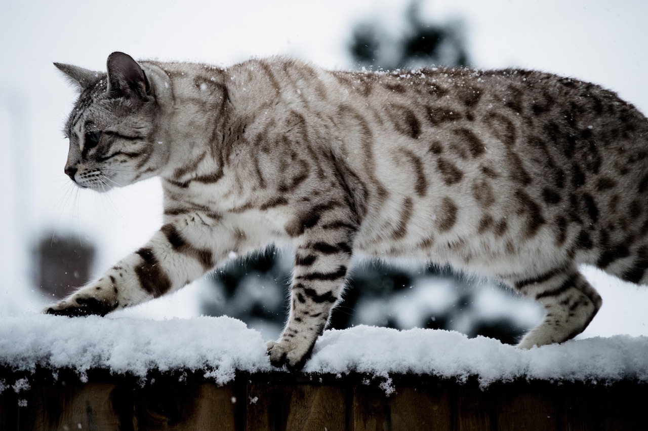 Erikoistua Pakko Pyramidi Bengalin Kissa Hinta Finland Kapasiteetti 