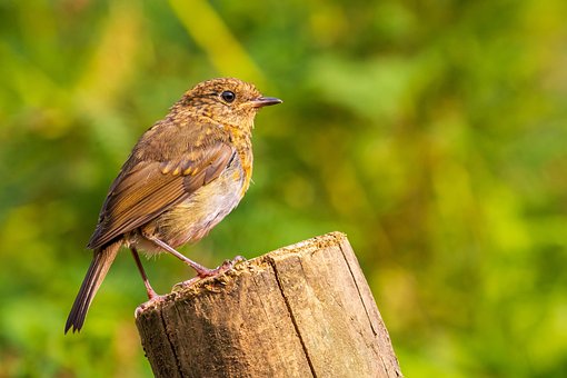 Červenka, Songbird, Divoká Zvěř, Příroda