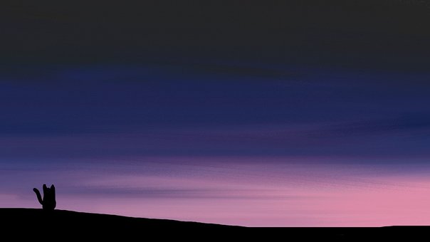 Free Night Cat photo and picture