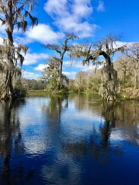 Free Cypress Trees Spanish Moss photo and picture