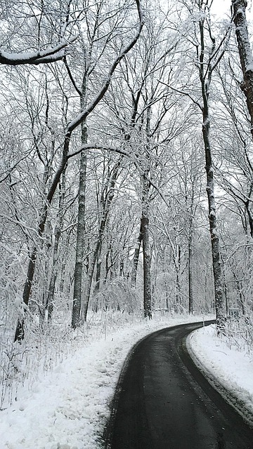 Free Snow Woods photo and picture