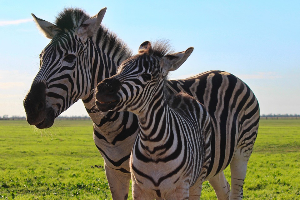 Zèbre Mère Et Bébé Nature Photo gratuite sur Pixabay Pixabay