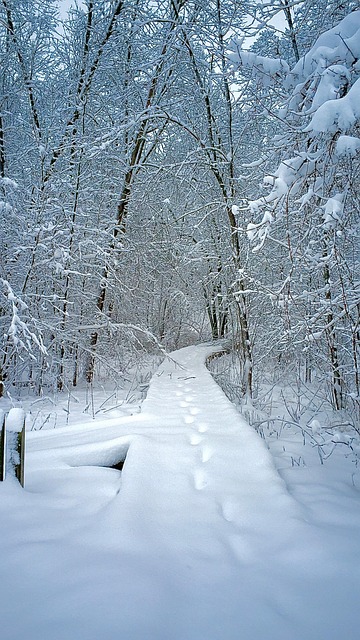 Free Woods Snow photo and picture