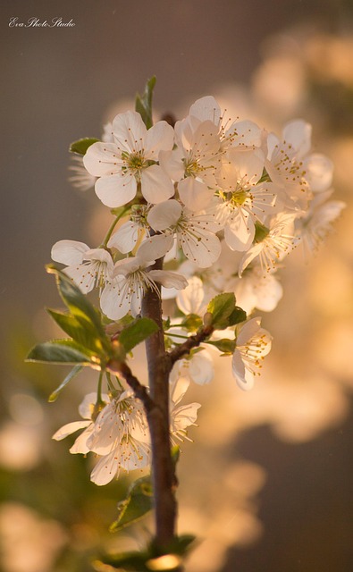 De Lente, Flora, Kersen, Plantaardige