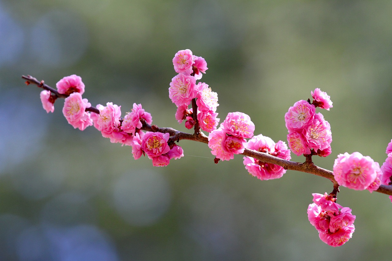 ページ 2 - 1200000以上の無料梅の花 紅梅&梅画像 - Pixabay