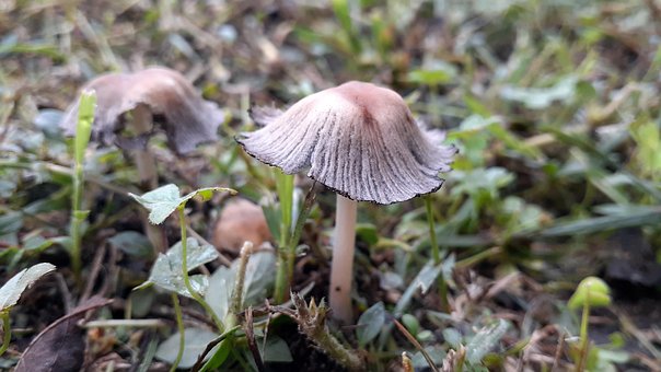 Ciuperci, Ciuperca, Natura, Ciupercă