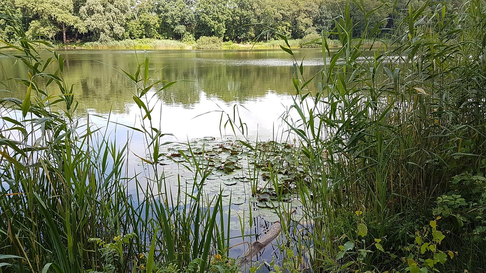 Lake Water Teich Free photo on Pixabay Pixabay