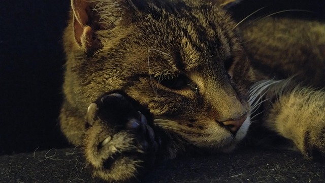 Kat, Søvn, Husdyr, Dyr, Huskat, Tiger
