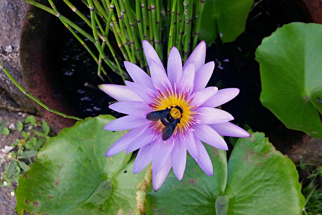 Free Flower Bee photo and picture