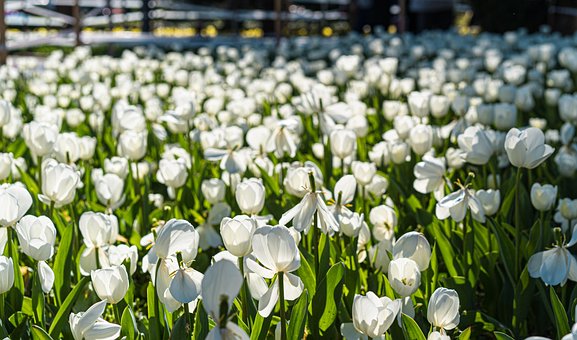 Tulipas, Flores, Campo, Tulipas Brancas