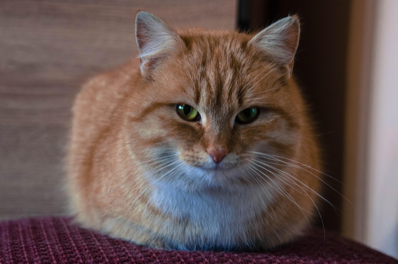 猫 鲁迪 动物 - Pixabay上的免费照片 - Pixabay